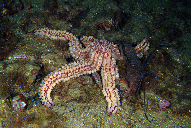 Marthasterias glacialis (Linné, 1758)